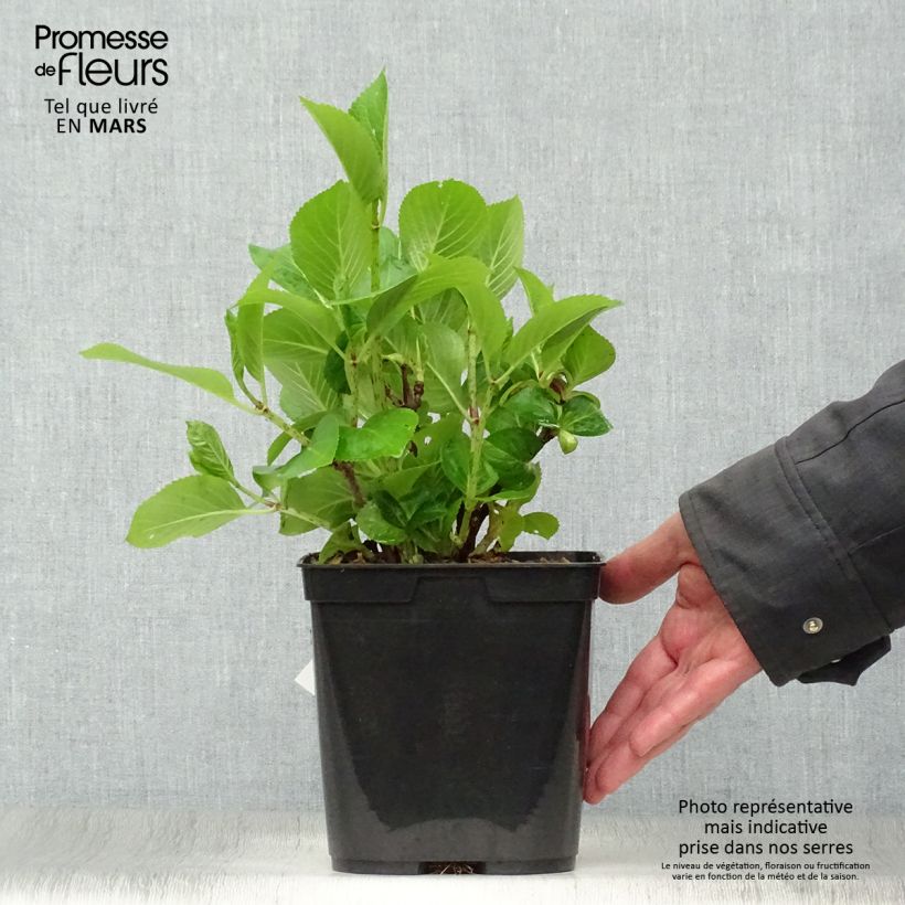 Amostra de Hortênsia macrophylla Mousmee Vaso de 2 L/3 L tal como entregue na primavera