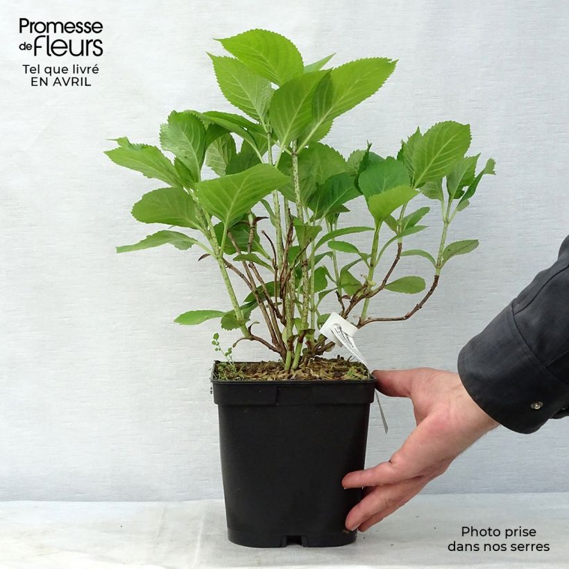 Amostra de Hortênsia macrophylla Mousseline Vaso de 2 L/3 L tal como entregue na primavera