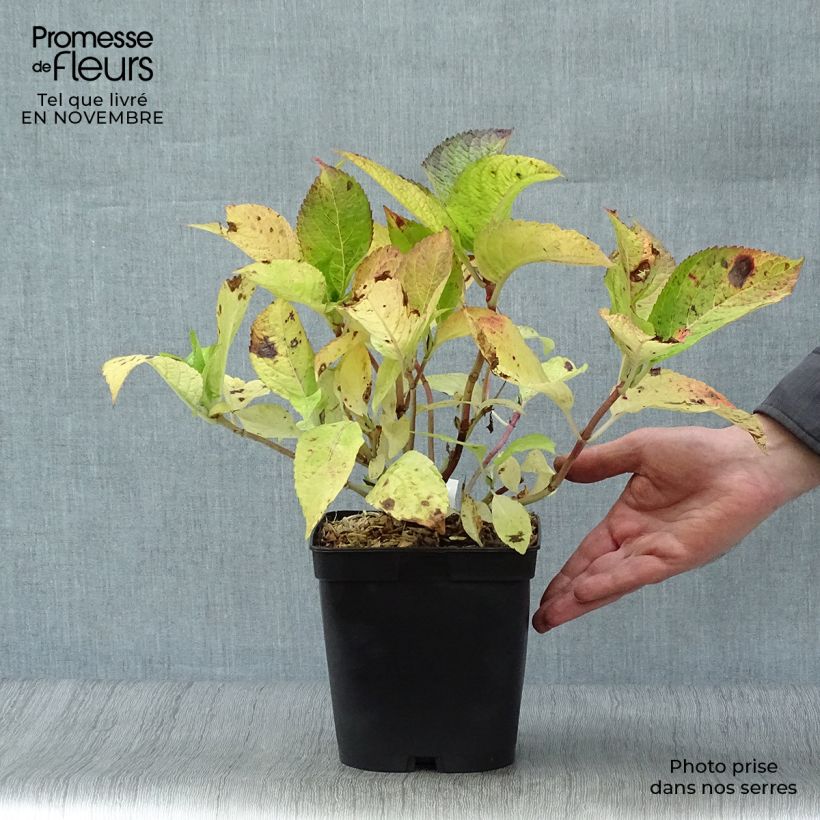 Amostra de Hortênsia macrophylla Mousseline Vaso de 2 L/3 L tal como entregue no outono