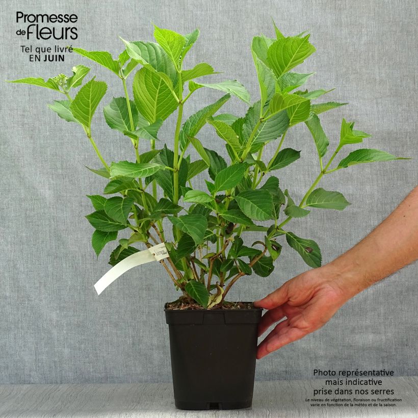 Amostra de Hortênsia macrophylla Mousseline Vaso de 2 L/3 L tal como entregue no verão