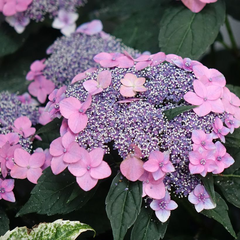 Hortênsia macrophylla Nanping (Floração)