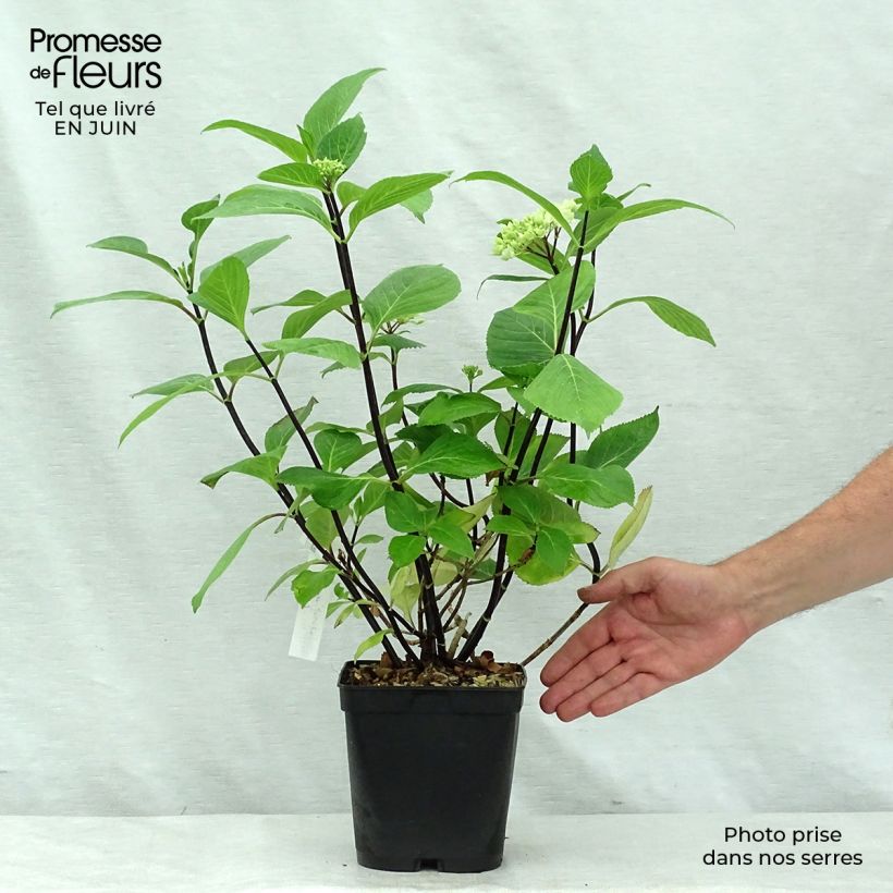 Amostra de Hortênsia macrophylla Nigra Vaso de 4 L/5 L tal como entregue no verão