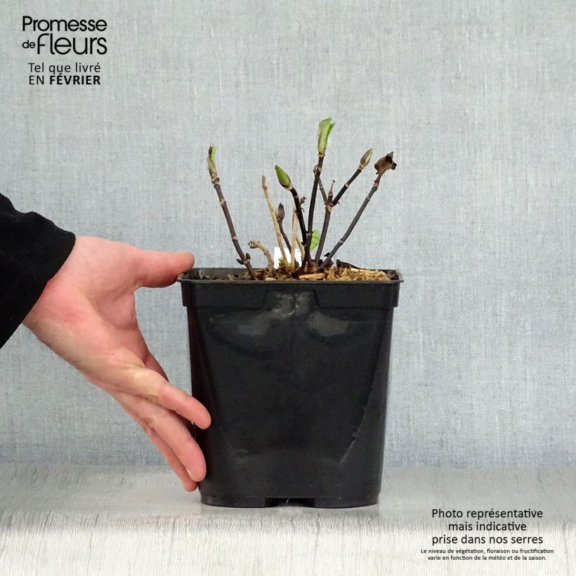 Amostra de Hortensia - Hydrangea macrophylla Nigra Vaso de 2 L/3 L tal como entregue no inverno