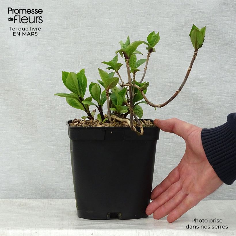 Amostra de Hortênsia macrophylla Nigra Vaso de 2 L/3 L tal como entregue na primavera