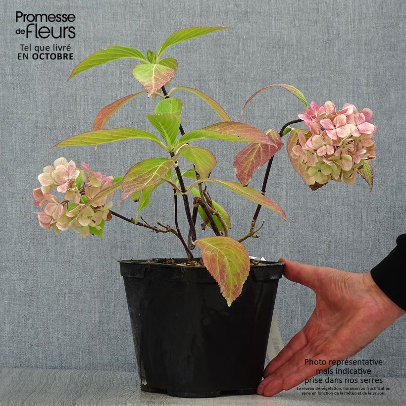 Amostra de Hortênsia macrophylla Nigra Vaso de 4 L/5 L tal como entregue no outono