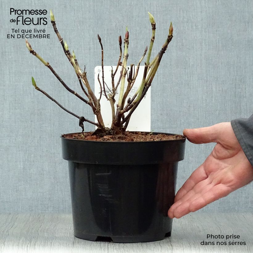 Amostra de Hortênsia macrophylla Nikko Blue Vaso de 2 L/3 L tal como entregue no inverno