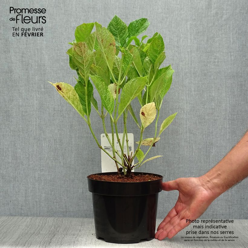Amostra de Hortênsia macrophylla Nikko Blue Vaso de 2 L/3 L tal como entregue no outono