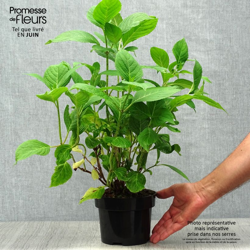 Amostra de Hortênsia macrophylla Nikko Blue Vaso de 2 L/3 L tal como entregue no verão