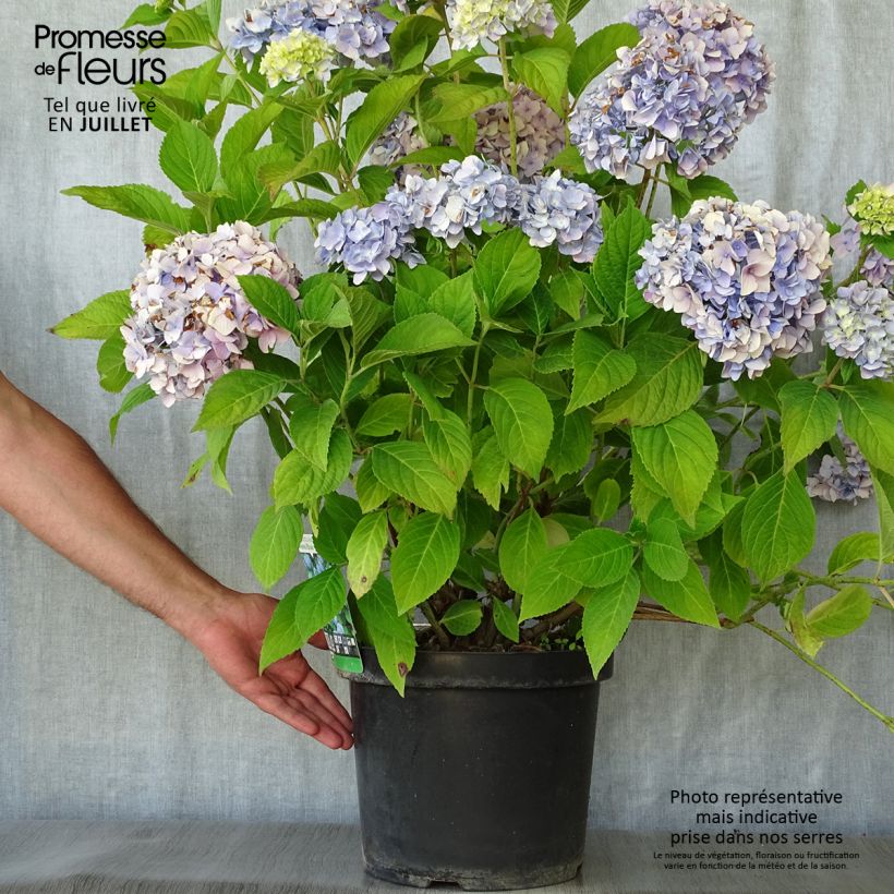 Amostra de Hortênsia macrophylla Nikko Blue Vaso de 7,5 L/10 L tal como entregue no verão