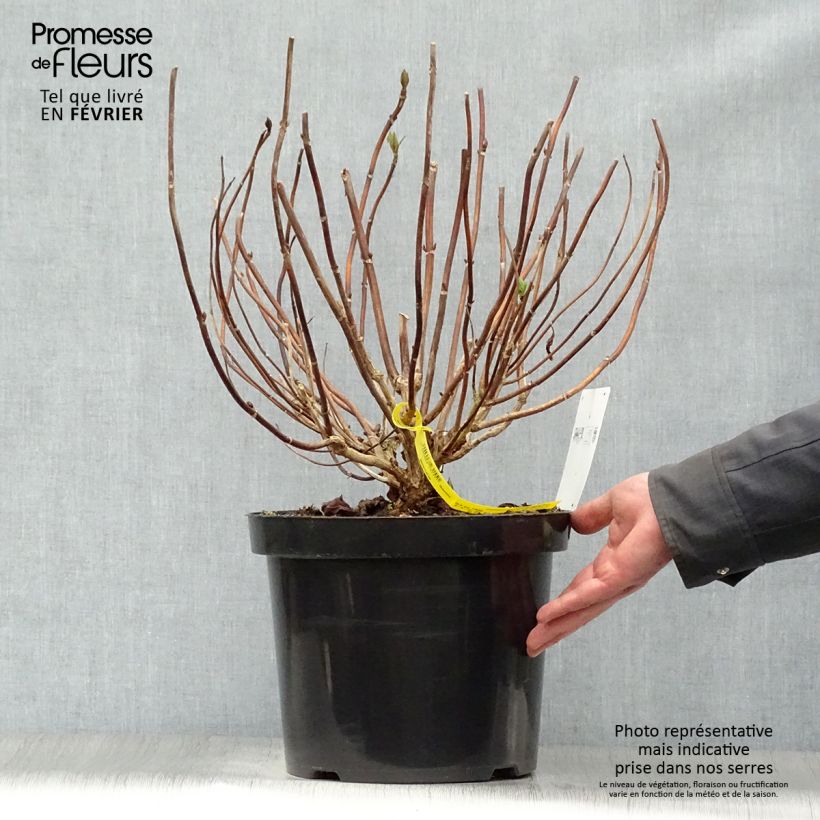 Amostra de Hortênsia macrophylla Nikko Blue Vaso de 7,5 L/10 L tal como entregue no inverno