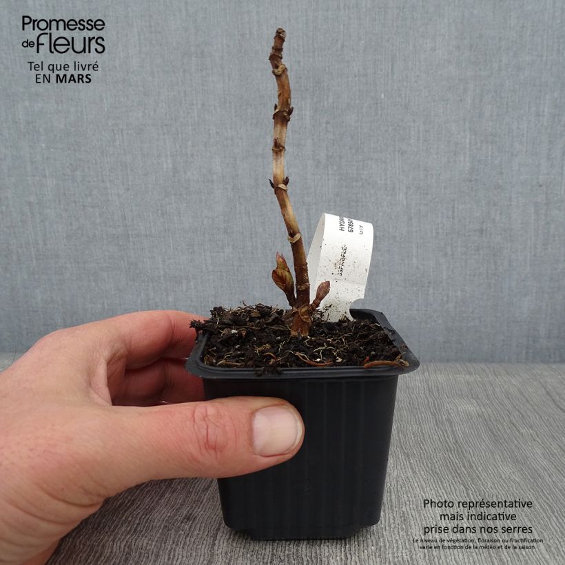 Amostra de Hortênsia macrophylla Nikko Blue Vaso de 8/9 cm tal como entregue no inverno