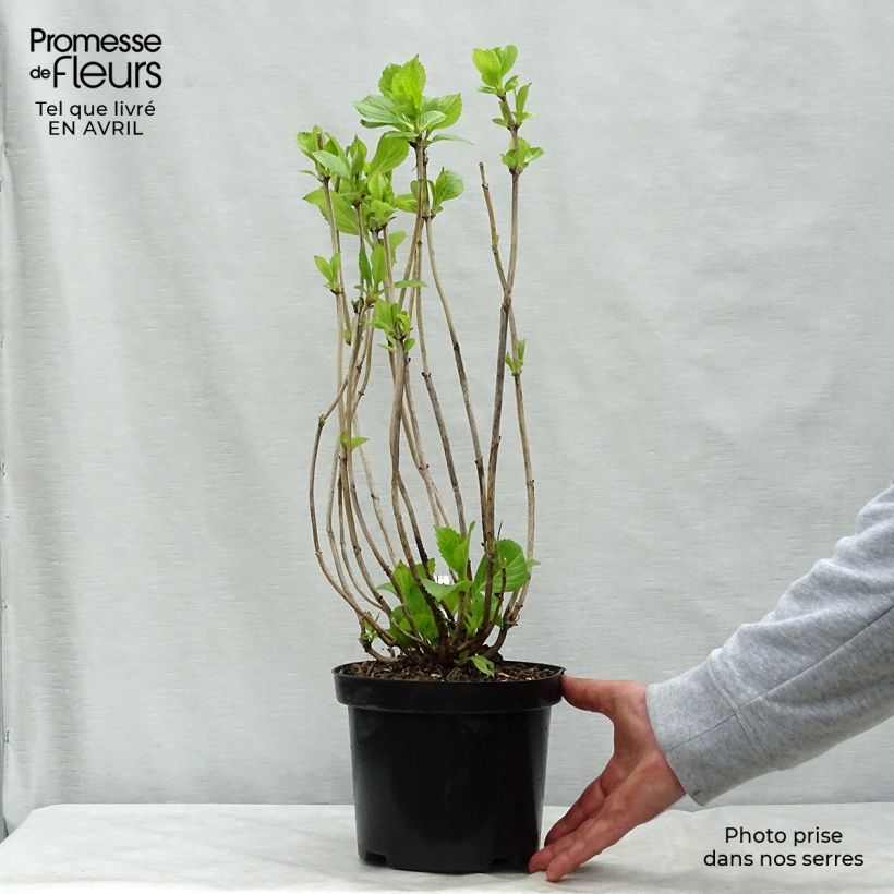 Amostra de Hortênsia macrophylla Princess Diana Vaso de 3 L/4 L tal como entregue na primavera