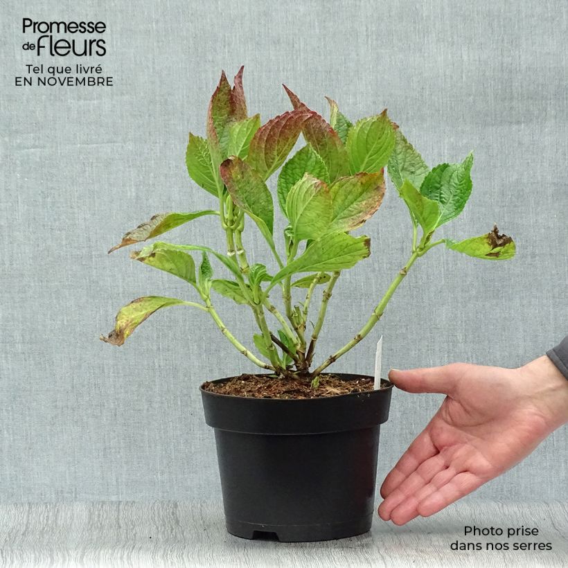 Amostra de Hortênsia macrophylla Princess Diana Vaso de 3 L/4 L tal como entregue no outono
