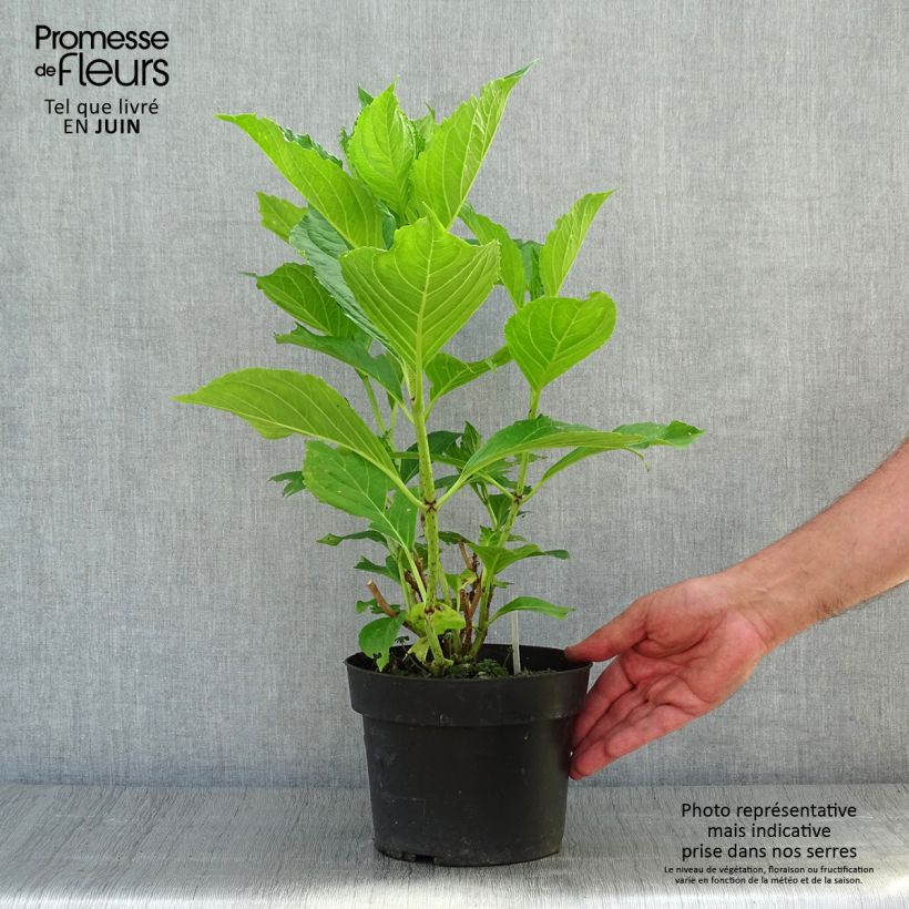 Amostra de Hortênsia macrophylla Princess Diana Vaso de 3 L/4 L tal como entregue no verão