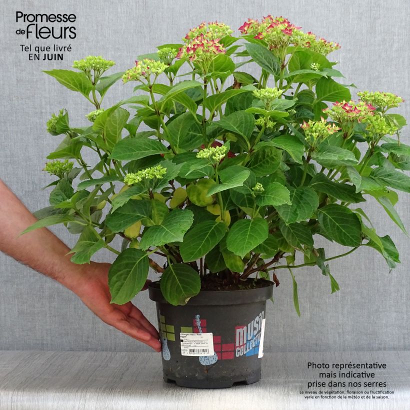 Amostra de Hortênsia macrophylla Red Reggae Vaso de 4 L/5 L tal como entregue no verão