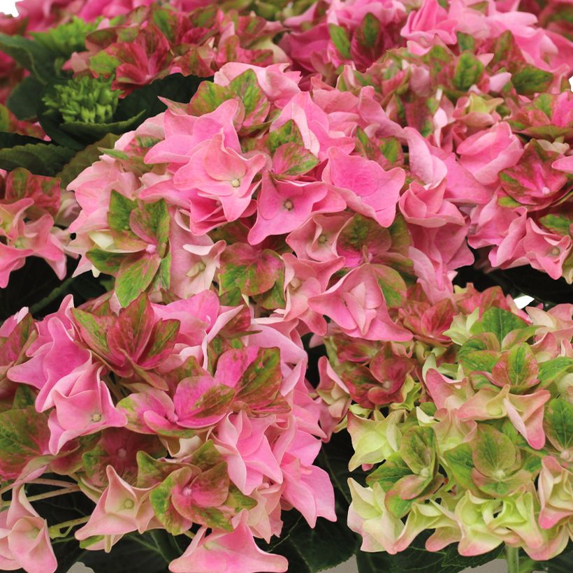 Hortênsia macrophylla Rembrandt Antico Fresco (Floração)