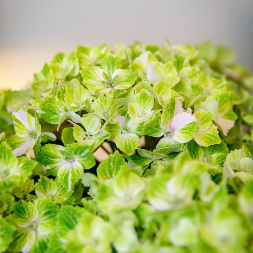 Hortênsia macrophylla Rembrandt Vibrant Verde (Floração)