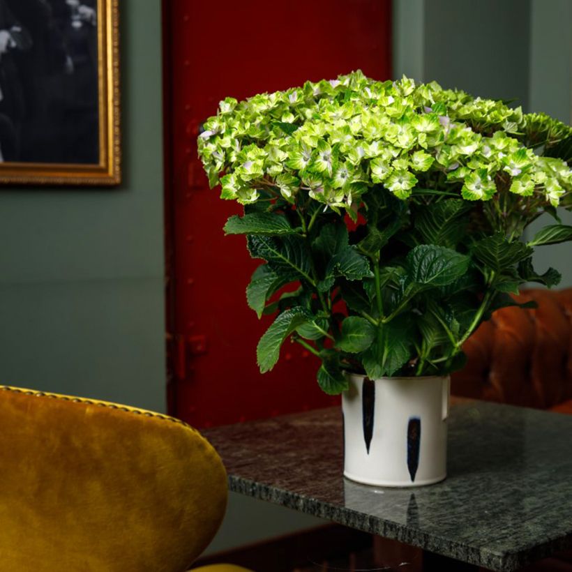 Hortênsia macrophylla Rembrandt Vibrant Verde (Hábito)