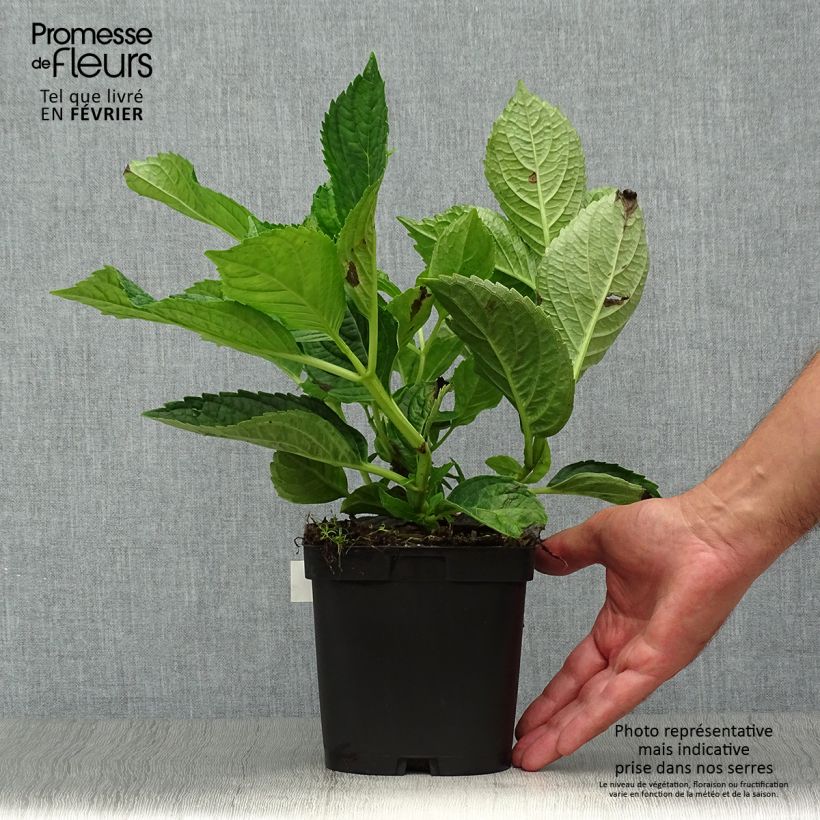 Amostra de Hortênsia macrophylla Renate Steiniger Vaso de 2 L/3 L tal como entregue no outono