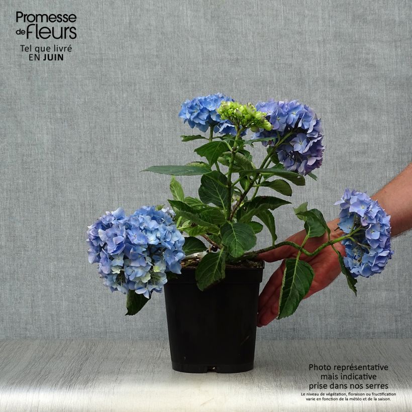 Amostra de Hortênsia macrophylla Renate Steiniger Vaso de 2 L/3 L tal como entregue no verão