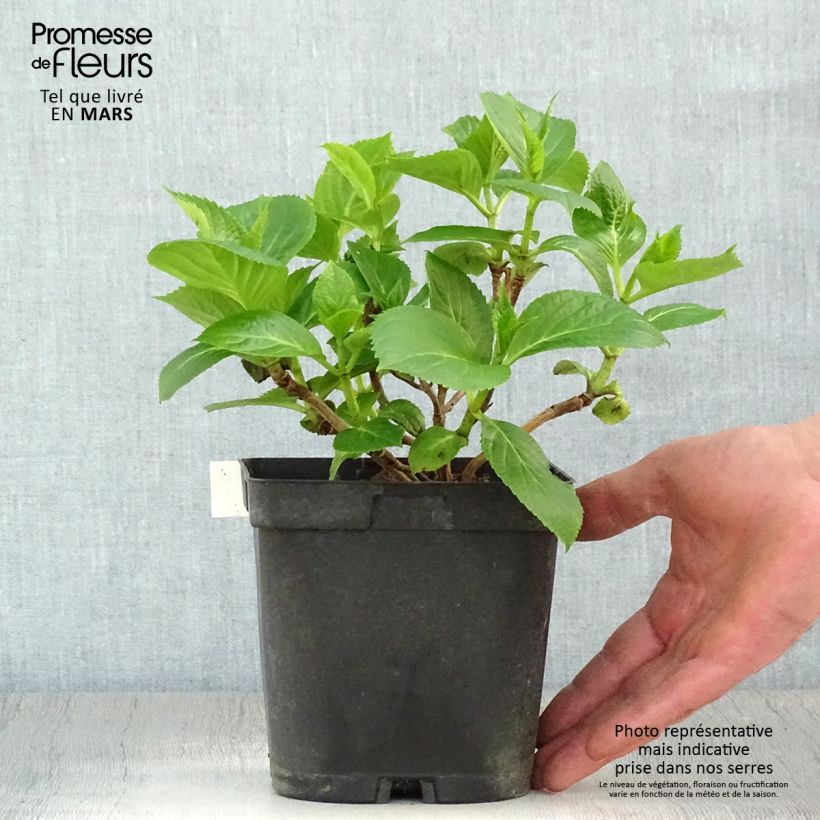 Amostra de Hortênsia macrophylla Renate Steiniger Vaso de 2 L/3 L tal como entregue na primavera