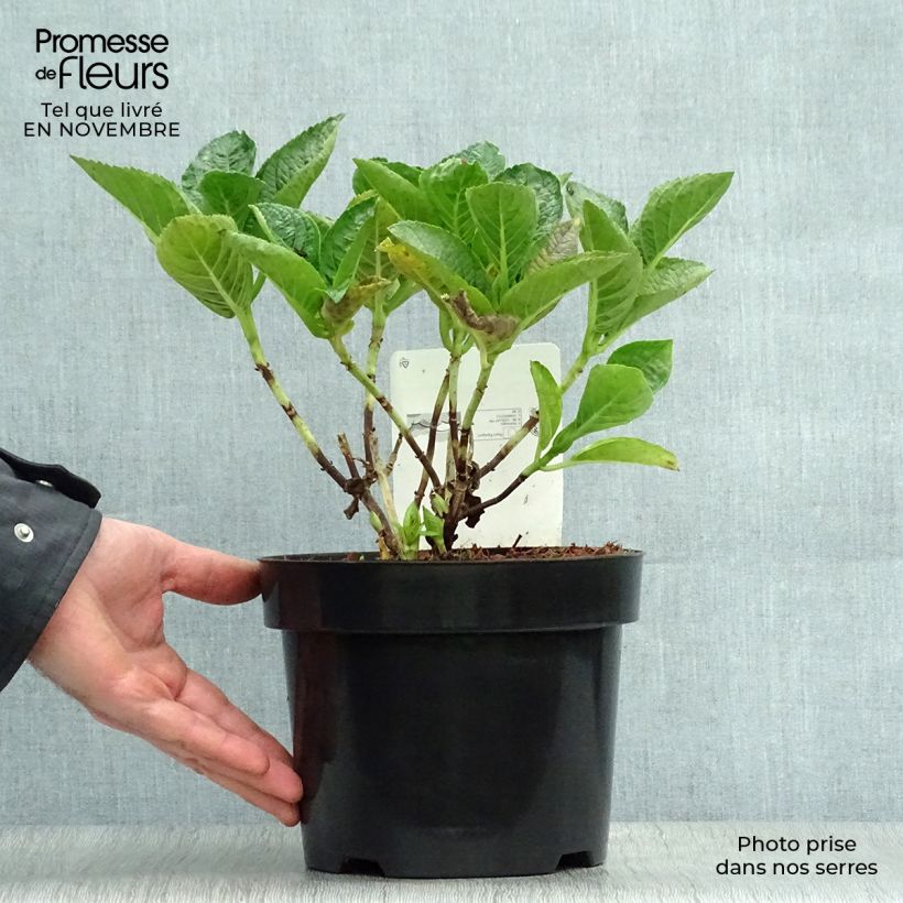 Amostra de Hortênsia macrophylla Rosita Vaso de 2 L/3 L tal como entregue no outono