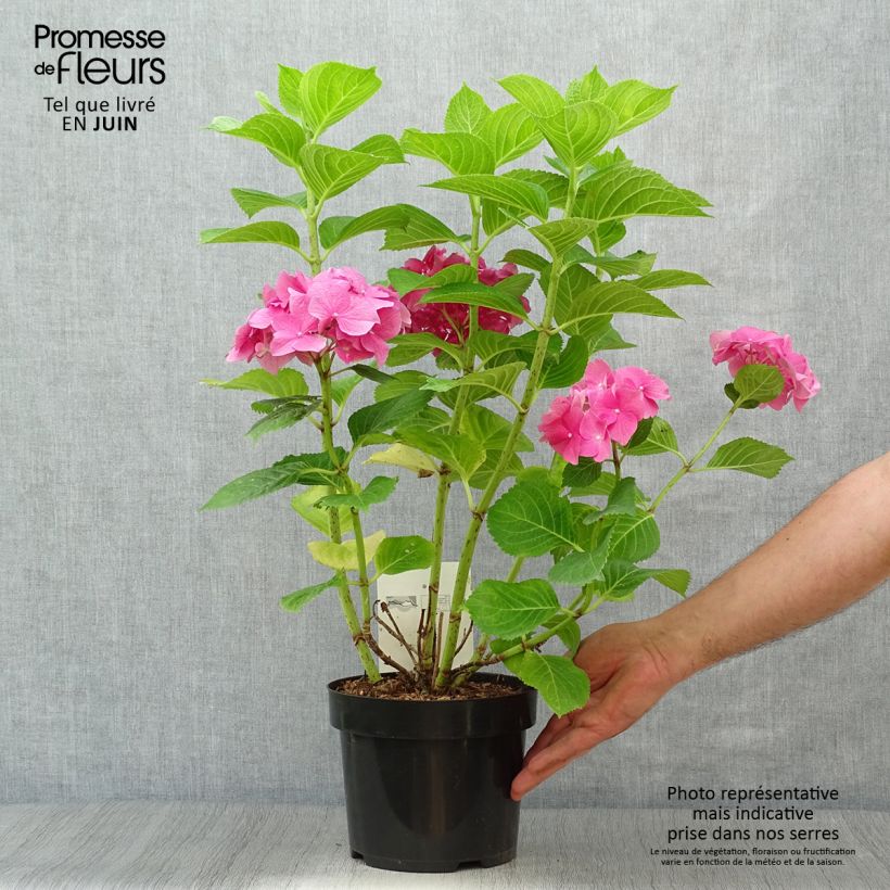 Amostra de Hortênsia macrophylla Rosita Vaso de 2 L/3 L tal como entregue no verão