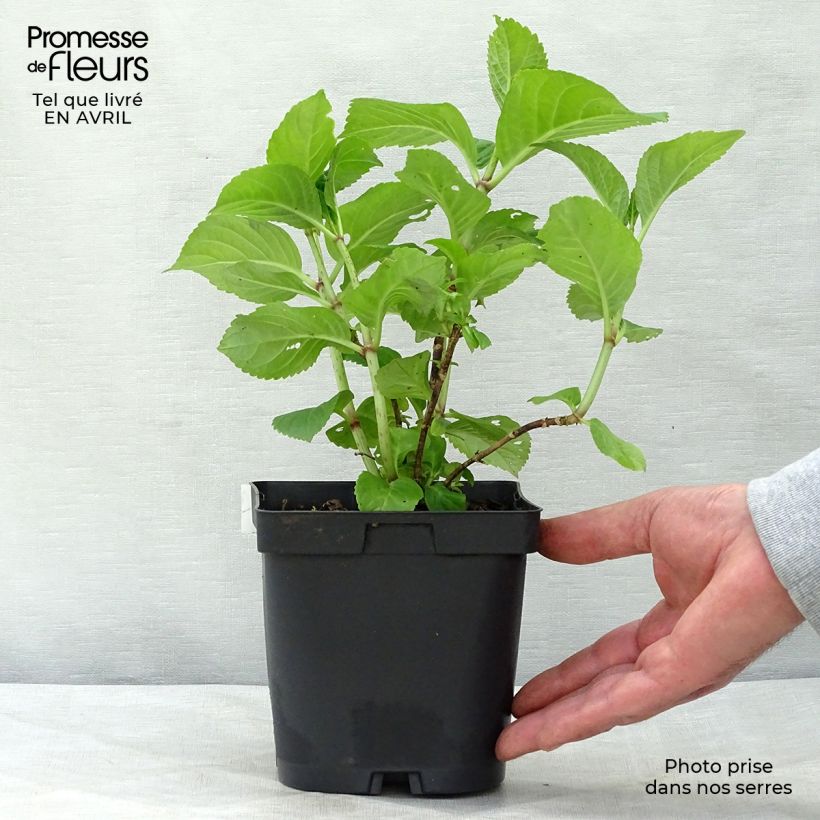 Amostra de Hortênsia macrophylla Rosita Vaso de 2 L/3 L tal como entregue na primavera