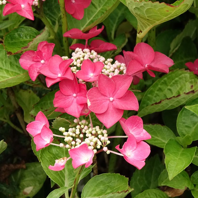 Hortênsia macrophylla Rotschwanz (Floração)