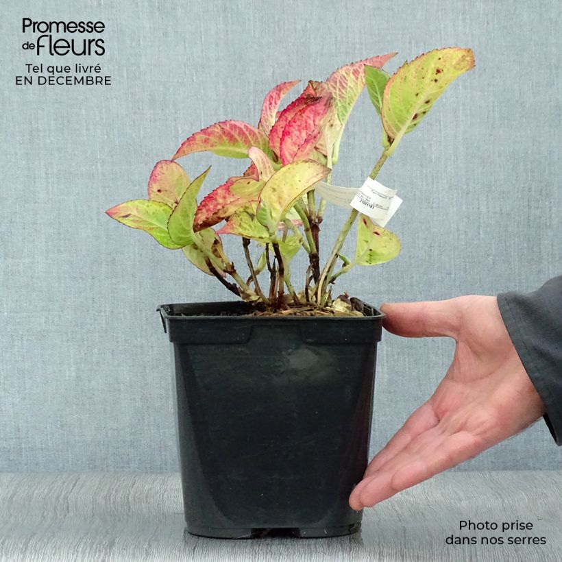 Amostra de Hortensia - Hydrangea macrophylla Rotschwanz  Vaso de 2 L/3 L tal como entregue no inverno