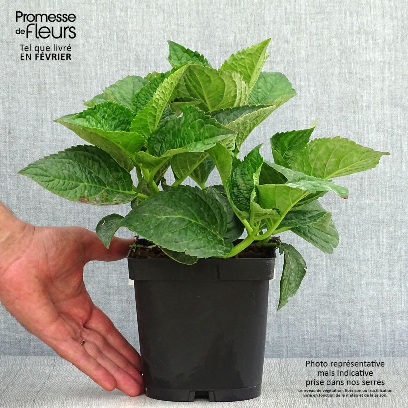 Amostra de Hortênsia macrophylla Rotschwanz Vaso de 2 L/3 L tal como entregue no outono