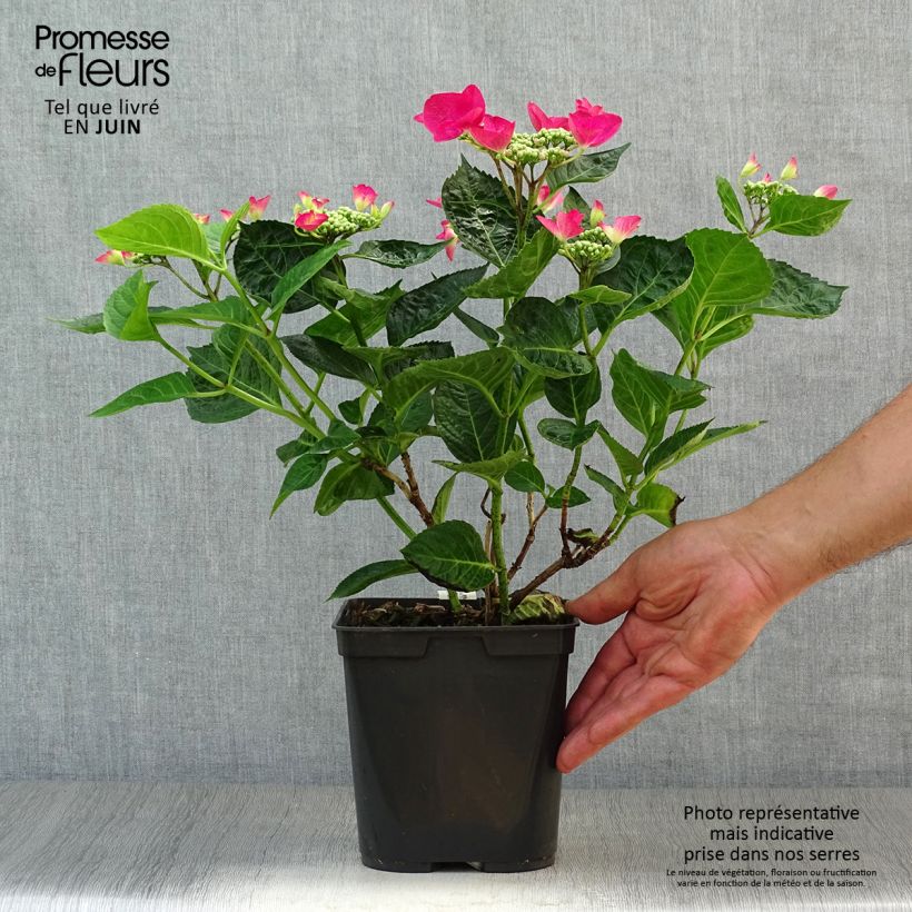 Amostra de Hortênsia macrophylla Rotschwanz Vaso de 2 L/3 L tal como entregue no verão