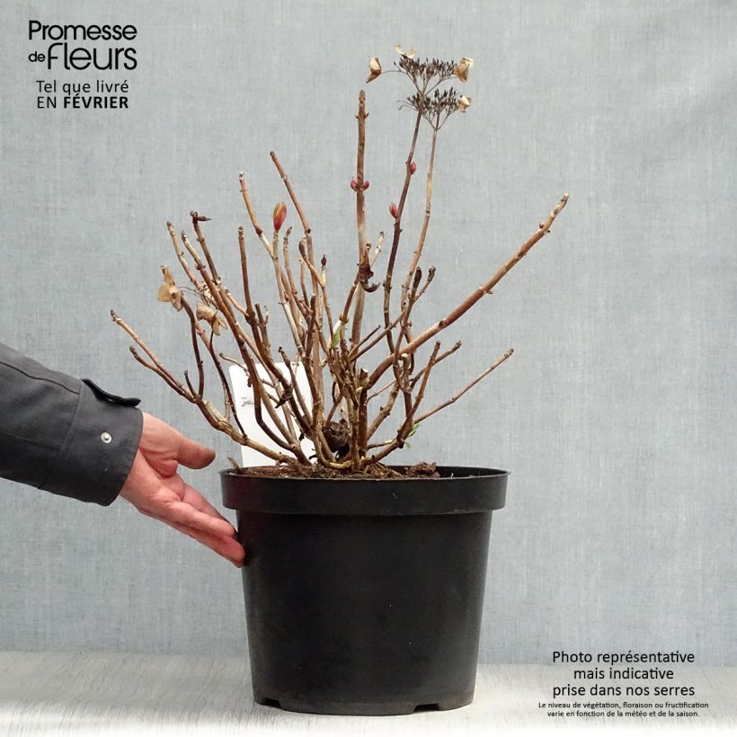 Amostra de Hortensia - Hydrangea macrophylla Rotschwanz  Vaso de 7,5 L/10 L tal como entregue no inverno