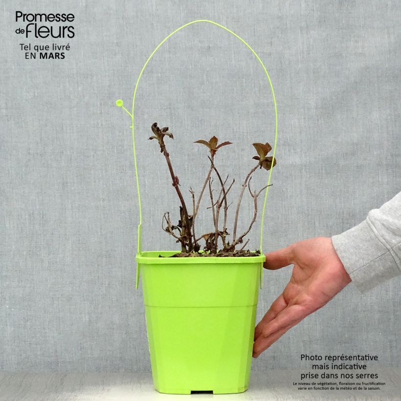 Amostra de Hortensia - Hydrangea macrophylla Salsa Vaso de 4 L/5 L tal como entregue na primavera