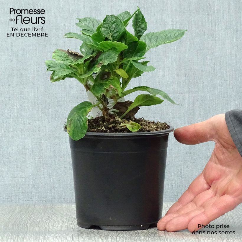 Amostra de Hortensia - Hydrangea macrophylla Schloss Wackerbarth Vaso de 3 L/4 L tal como entregue no inverno