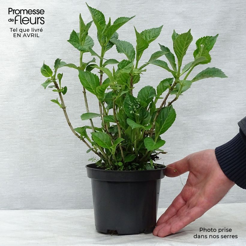 Amostra de Hortênsia macrophylla Schloss Wackerbarth Vaso de 3 L/4 L tal como entregue na primavera