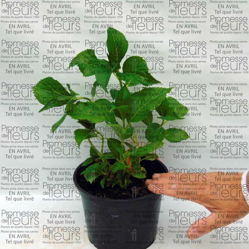 Exemplo de amostra de Hortensia - Hydrangea macrophylla Shooting Star Vaso de 2 L/3 L tal como entregue