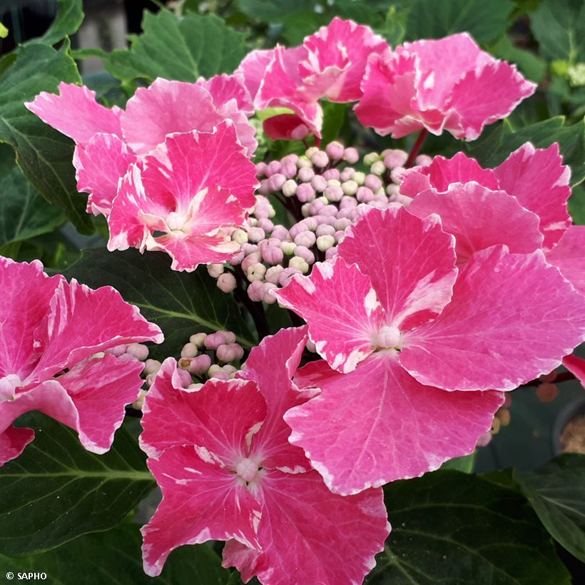 Hortênsia macrophylla So Long Aya (Floração)