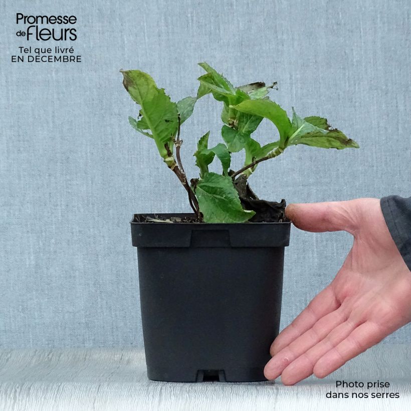 Amostra de Hortensia - Hydrangea macrophylla So Long Sunny Vaso de 2 L/3 L tal como entregue no inverno