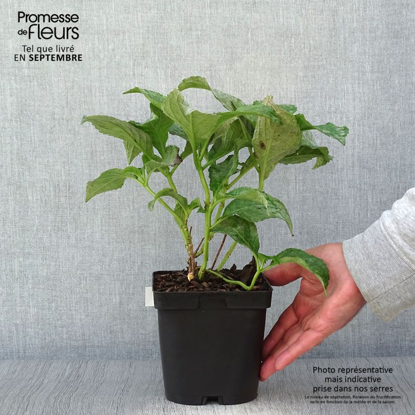 Amostra de Hortênsia macrophylla So Long Sunny Vaso de 2 L/3 L tal como entregue no outono