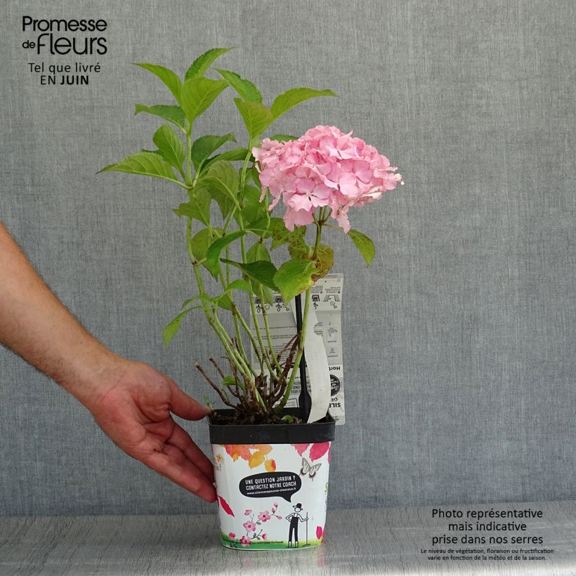 Amostra de Hortênsia macrophylla So Long Sunny Vaso de 2 L/3 L tal como entregue no verão