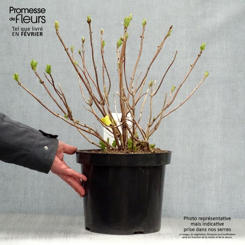 Amostra de Hortênsia macrophylla Sœur Thérèse Vaso de 7,5 L/10 L tal como entregue no inverno