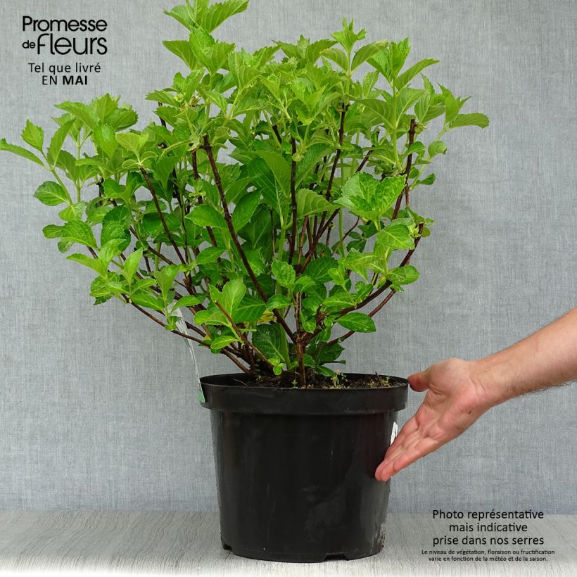 Amostra de Hortênsia macrophylla Sœur Thérèse Vaso de 7,5 L/10 L tal como entregue na primavera
