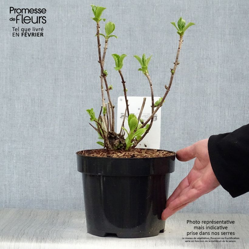 Amostra de Hortênsia macrophylla Sœur Thérèse Vaso de 2 L/3 L tal como entregue no inverno