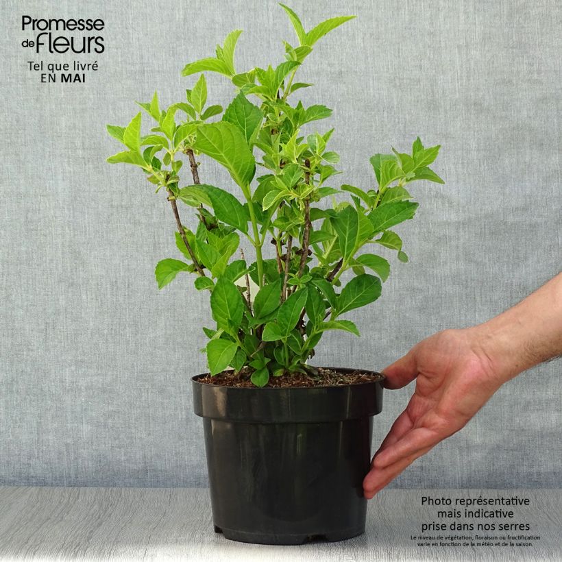 Amostra de Hortênsia macrophylla Sœur Thérèse Vaso de 2 L/3 L tal como entregue na primavera