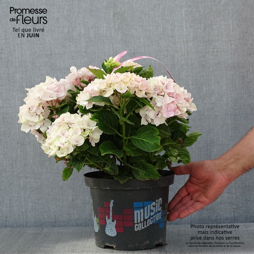 Amostra de Hortênsia macrophylla Soft Pink Salsa Vaso de 4 L/5 L tal como entregue na primavera