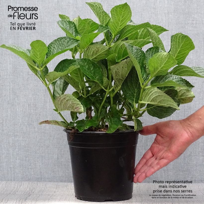 Amostra de Hortênsia macrophylla Star Gazer Azul Vaso de 4 L/5 L tal como entregue no outono