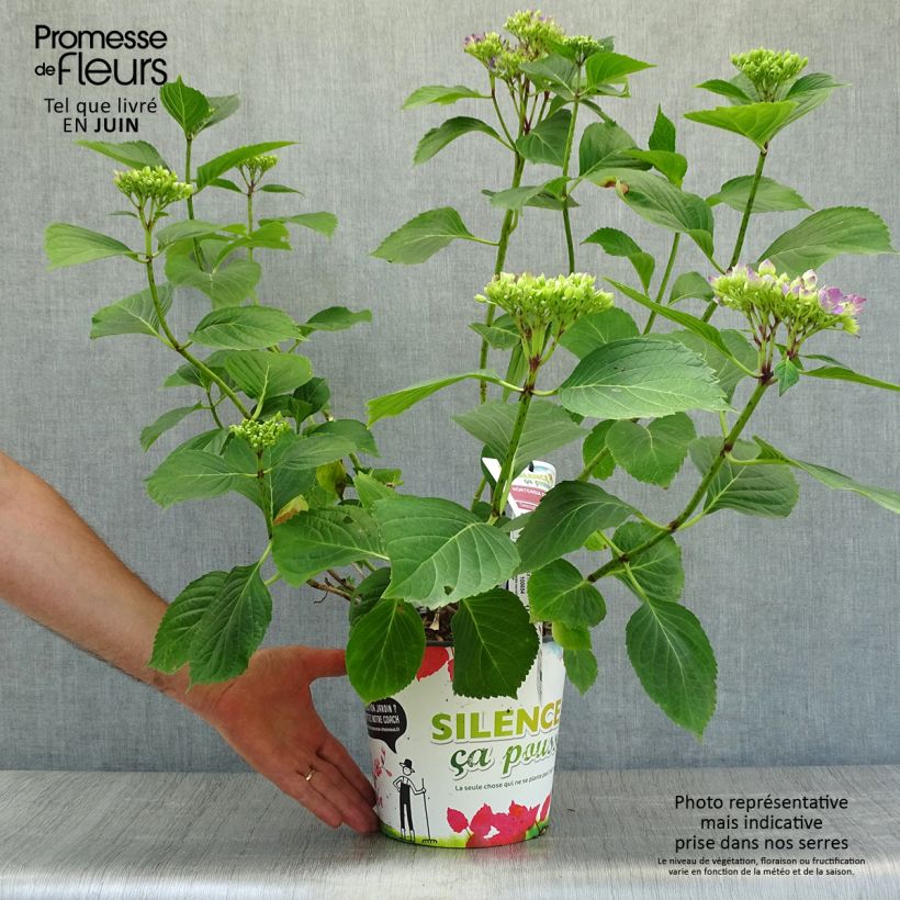 Amostra de Hortênsia macrophylla Star Gazer Azul Vaso de 4 L/5 L tal como entregue no verão