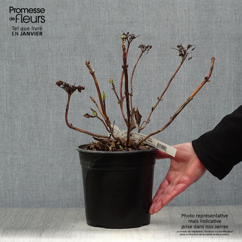 Amostra de Hortensia - Hydrangea macrophylla Star Gazer Bleu Vaso de 4 L/5 L tal como entregue no inverno