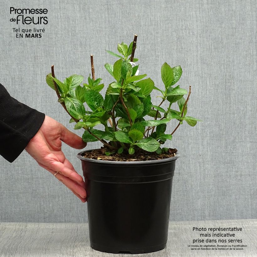 Amostra de Hortênsia macrophylla Star Gazer Azul Vaso de 4 L/5 L tal como entregue na primavera